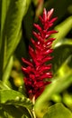 Blooming Red Ginger Plant in Jamaica Royalty Free Stock Photo