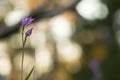 Blooming red helleborine, Cephalanthera rubra