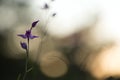 Red Helleborine, Cephalanthera rubra