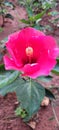 Blooming red hibiscus flower in garden