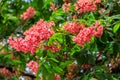 Blooming red horse-chestnut Aesculus carnea Royalty Free Stock Photo