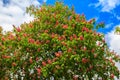 Blooming red horse-chestnut Aesculus carnea Royalty Free Stock Photo