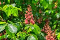 Blooming red horse-chestnut (Aesculus carnea) Royalty Free Stock Photo