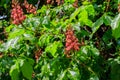 Blooming red horse-chestnut (Aesculus carnea) Royalty Free Stock Photo