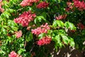 Blooming red horse-chestnut (Aesculus carnea) Royalty Free Stock Photo