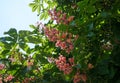 Blooming Red horse-chestnut tree (lat.- aesculus x carnea Royalty Free Stock Photo