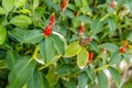 Blooming red Indian head ginger. Bali, Indonesia.