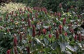 Blooming red Indian head ginger flower or Red costus spicatus with green leaves background in garden Royalty Free Stock Photo