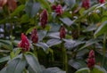 Blooming red Indian head ginger flower or Red costus spicatus with green leaves background in garden