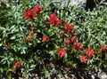 Blooming red Indian paintbrush Royalty Free Stock Photo