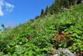 Blooming red Indian paintbrush Royalty Free Stock Photo