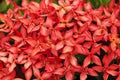 Blooming Red Ixora flowers Royalty Free Stock Photo