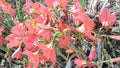 blooming red jersey lily