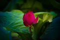 A blooming red lotus flower bud Royalty Free Stock Photo