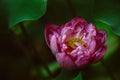 Blooming red lotus on a green background