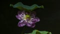 Blooming red lotus on a green background