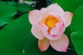 Blooming red lotus on a green background