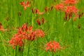 blooming red lycoris radiata