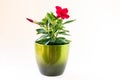 blooming red mandevilla flower with green leaves in pot Royalty Free Stock Photo