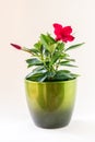 blooming red mandevilla flower with green leaves in pot Royalty Free Stock Photo