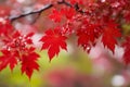 Blooming red maple with rain trops and bokeh Royalty Free Stock Photo