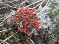 Blooming red moss Royalty Free Stock Photo
