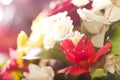 Blooming red orchid and other flowers in light with bokeh Royalty Free Stock Photo