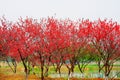 Blooming red peach flowers in winter