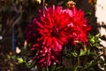 Blooming red peonies in the garden in the fall Royalty Free Stock Photo