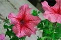 Blooming red petunia flowers in the garden Royalty Free Stock Photo