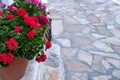 Blooming red and pink color geranium plant in ceramic pot close up view, paved street background Royalty Free Stock Photo