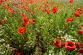 Blooming red poppies on an agriculture field, beautiful landscape in northern Germany, full frame background, selected focus