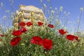 Blooming red poppies on the background of a new building