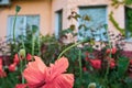 Blooming red poppies closeup with blurred background of house wall with windows Royalty Free Stock Photo