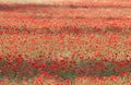 Blooming red poppies in a meadow of barley Royalty Free Stock Photo