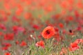 Blooming red poppies in a meadow of barley Royalty Free Stock Photo