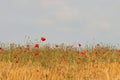 Blooming red poppies in a meadow of barley Royalty Free Stock Photo