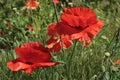 Blooming red poppies on the field on a sunny summer day Royalty Free Stock Photo