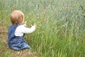 Blooming red poppies in a green summer field, a small child in jeans sits on the grass, touches the spikelets, the concept of