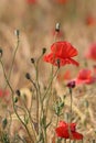 Blooming red poppies in a meadow of barley Royalty Free Stock Photo