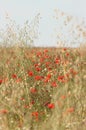 Blooming red poppies in a meadow of barley with grasses and french marguerite Royalty Free Stock Photo