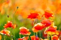 Blooming red poppies in a summer meadow Royalty Free Stock Photo