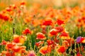 Blooming red poppies in a summer meadow Royalty Free Stock Photo