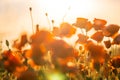 Blooming red poppies in a summer meadow Royalty Free Stock Photo