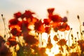 Blooming red poppies in a summer meadow Royalty Free Stock Photo