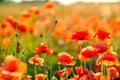 Blooming red poppies in a summer meadow Royalty Free Stock Photo