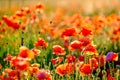 Blooming red poppies in a summer meadow Royalty Free Stock Photo
