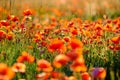 Blooming red poppies in a summer meadow Royalty Free Stock Photo