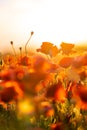 Blooming red poppies in a summer meadow Royalty Free Stock Photo