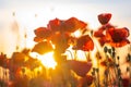 Blooming red poppies in a summer meadow Royalty Free Stock Photo